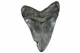Fossil Megalodon Tooth - South Carolina #236346-1